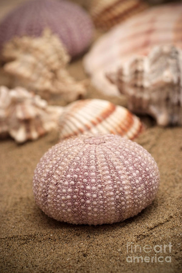 Space Photograph - Shells on sand by Viktor Pravdica