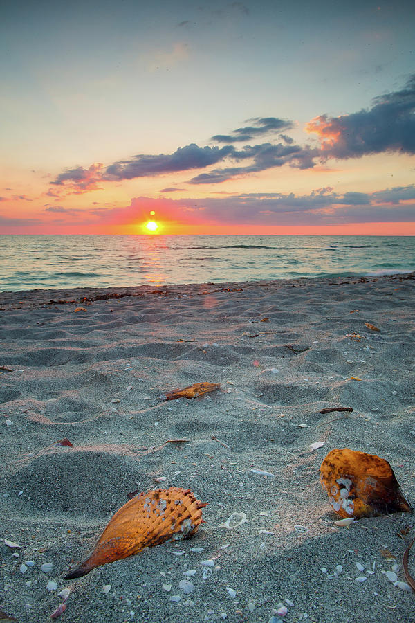 Shells On Sandy Beach Of Captiva Island Photograph by Matt Stirn