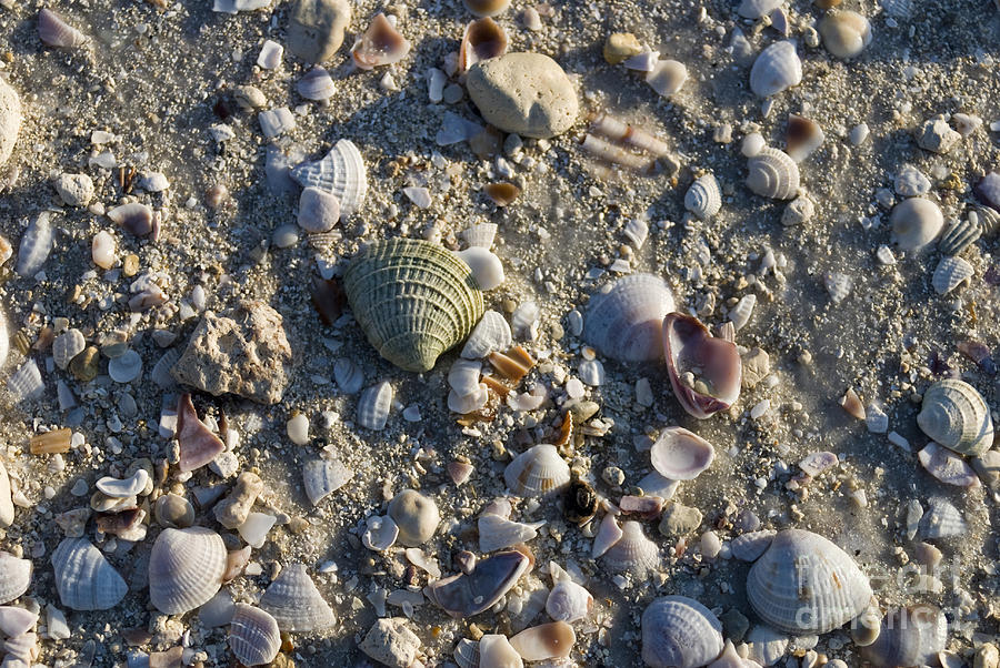 Shells on the Beach Photograph by John Greco