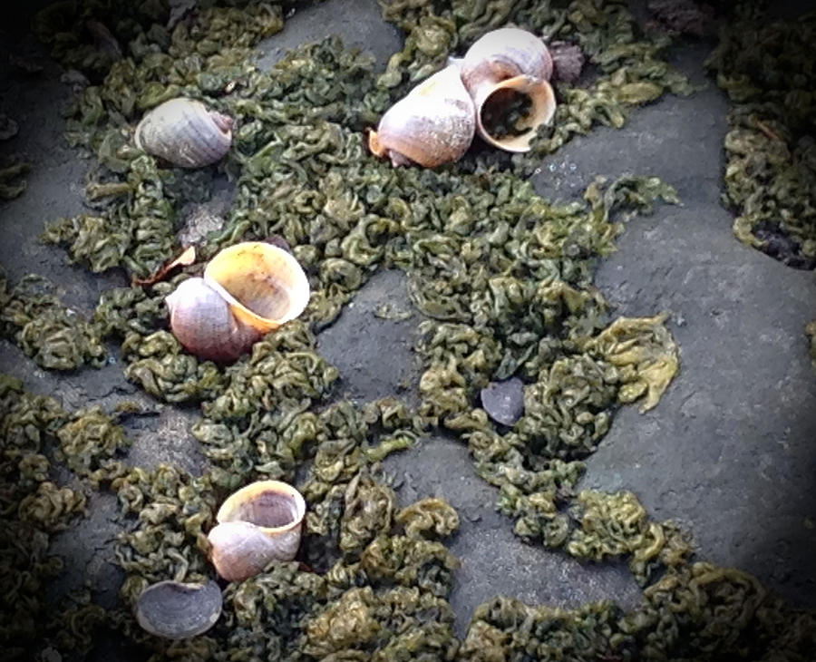 Shells on the Moss Photograph by Audrey Robillard