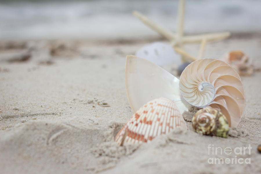 Shells on the Sand photo print Photograph by JBK Photo Art
