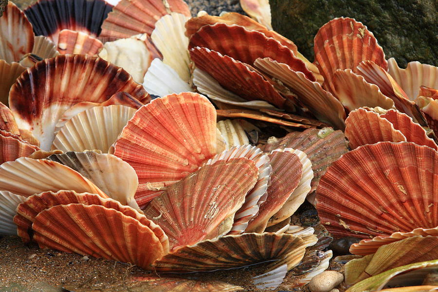 Shells On The Shore Photograph by Aidan Moran