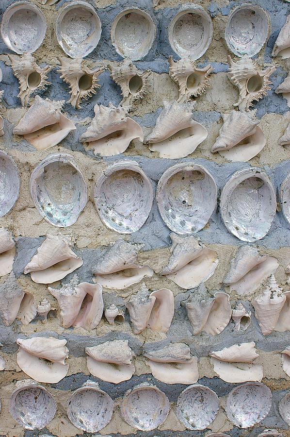 Shells Photograph by Randy Pollard