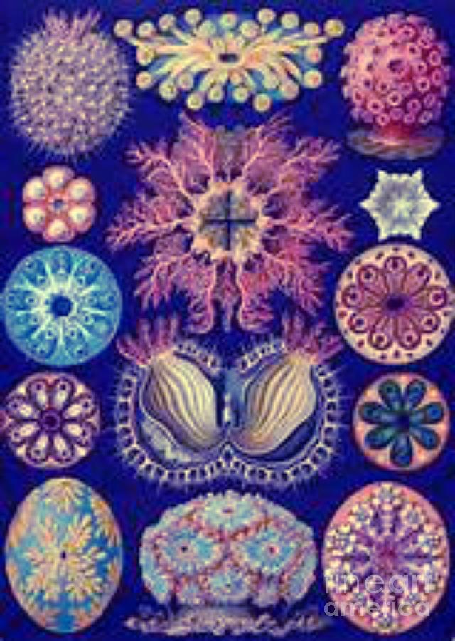 Shells Digital Art by Steven  Pipella