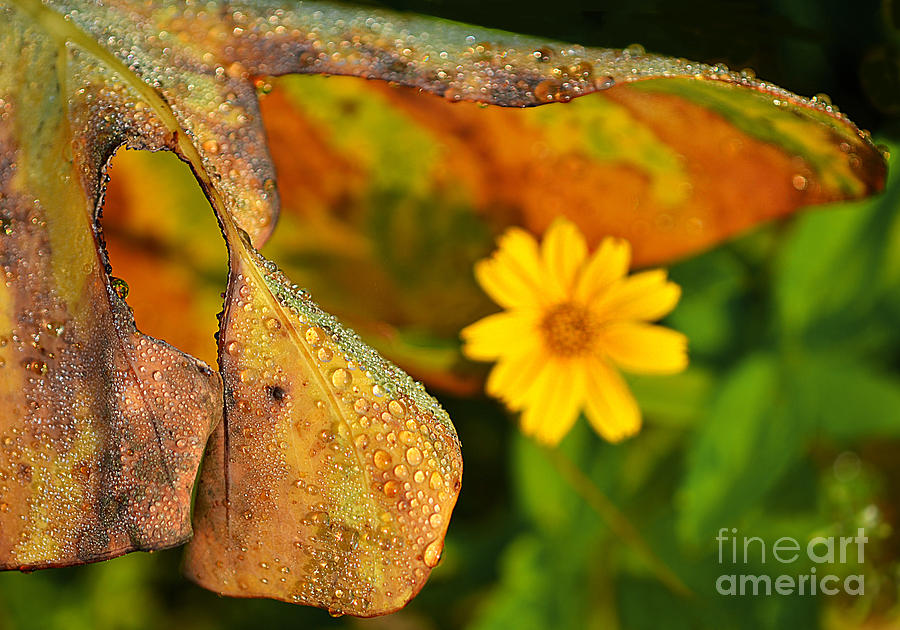 Dewdrops Photograph - Shelter by Anuj Nair Dewdrops Photograph - Shelter by Anuj Nair