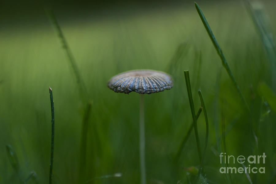 Mushroom Photograph - Shelter by Sue OConnor