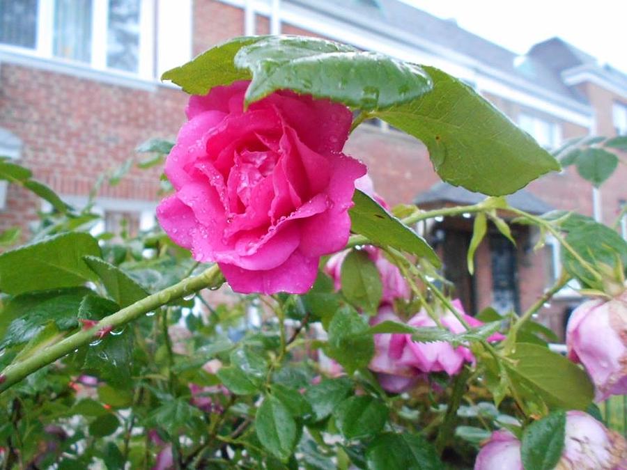 Sheltering Rose Photograph by Carolyn Quinn