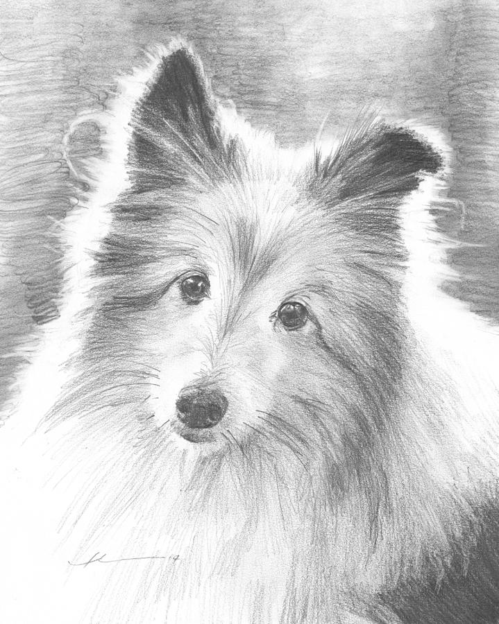 Sheltie Dog Pencil Portrait Drawing by Mike Theuer