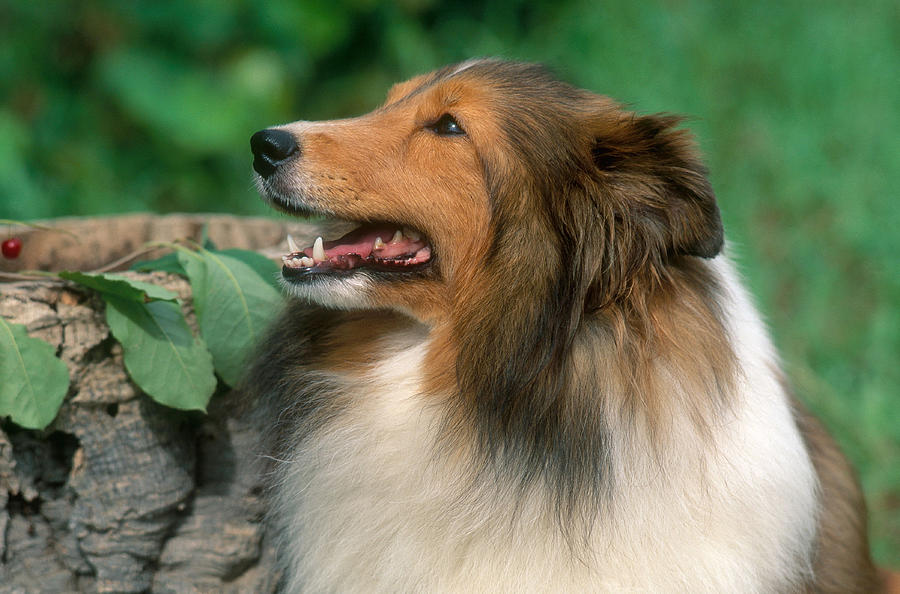 Sheltie Photograph by Jeanne White