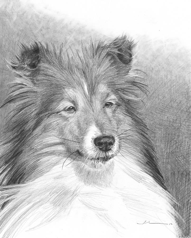 Sheltie Pencil Portrait Drawing by Mike Theuer Sheltie Pencil Portrait Drawing by Mike Theuer
