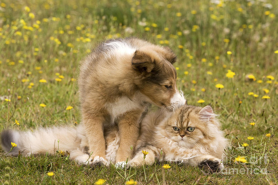 Sheltie Puppy And Persian Cat Photograph by Jean-Michel Labat