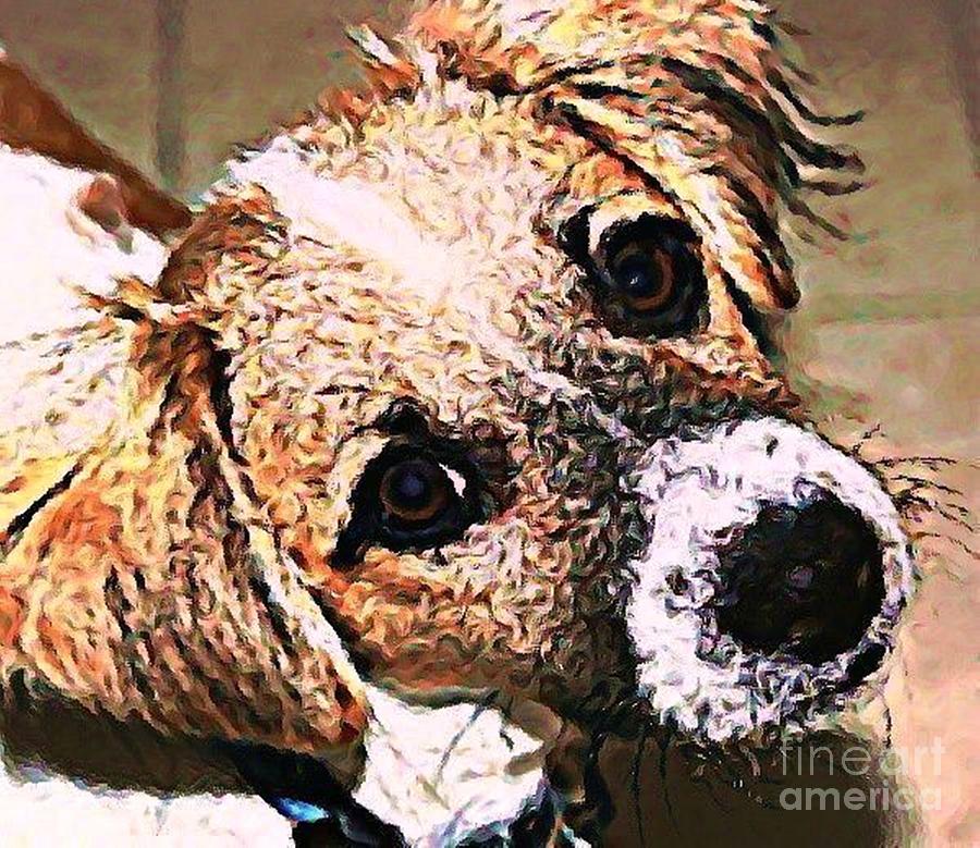 Sheltie Puppy Photograph by Judy Palkimas