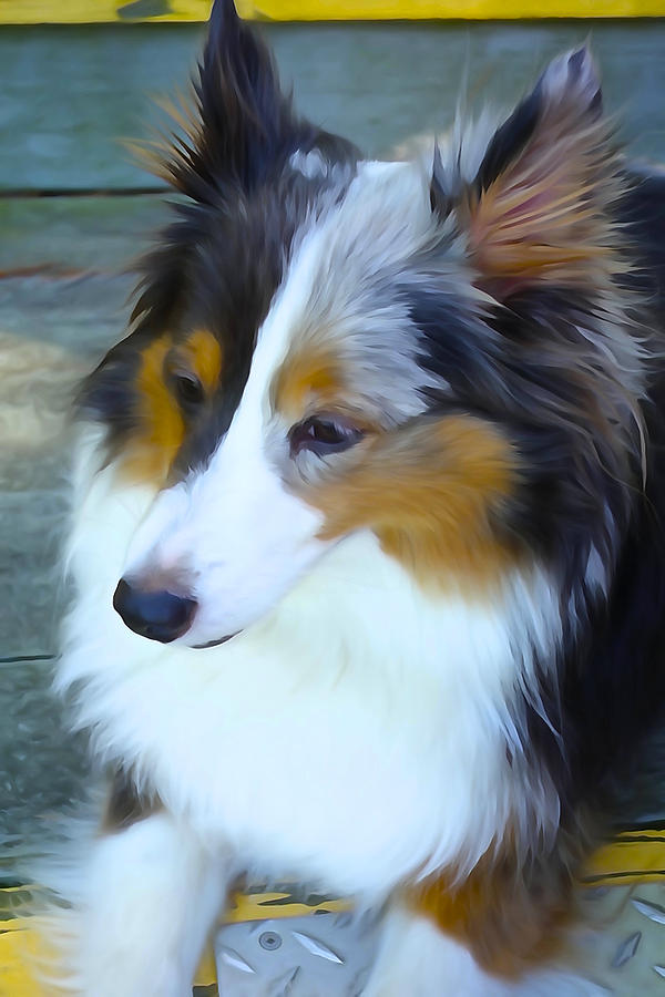 Sheltie In Watercolor Photograph
