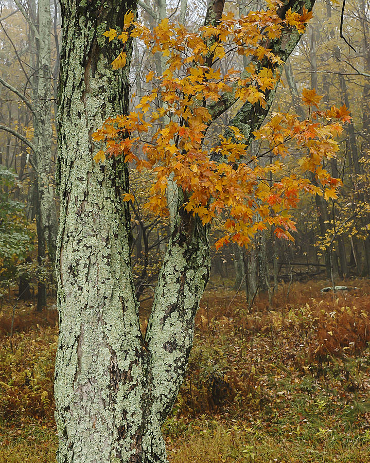 Shenandoah Tree Photograph by Lee Kirchhevel