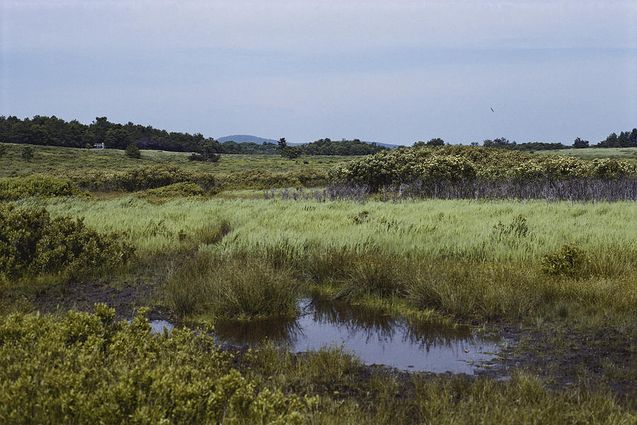 Shenandoah Wetlands, Virginia Photograph by Carleton Ray