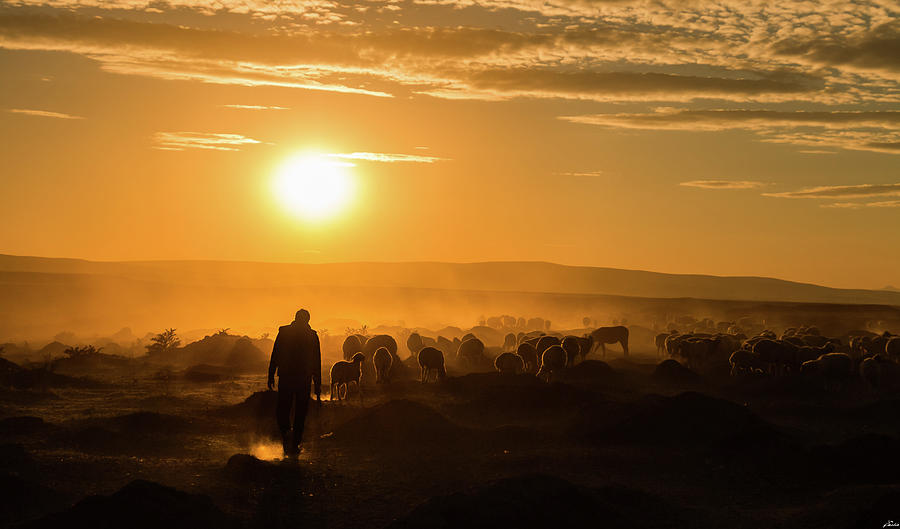 Shepherd And Herd Photograph by Yasarmetin