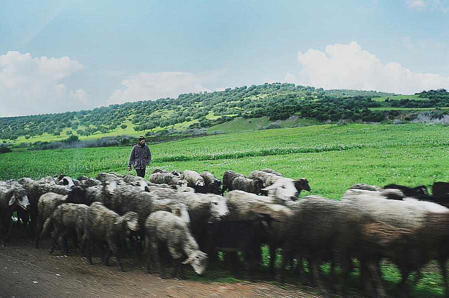 Shepherd And Sheep, Morocco Photograph by Cultura Rm Exclusive/arundhati Bharati