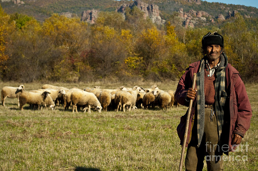 Sheep Photograph - Shepherd by Dragomir Chavdarov
