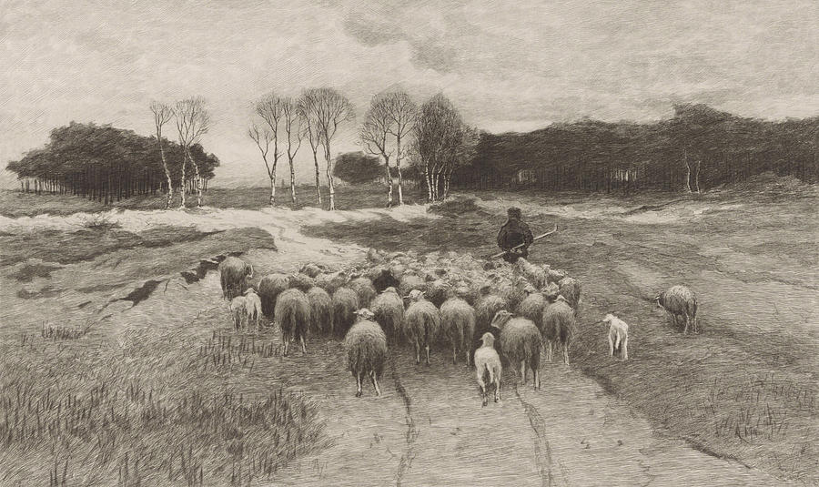 Sheep Drawing - Shepherd, Elias Stark by Elias Stark