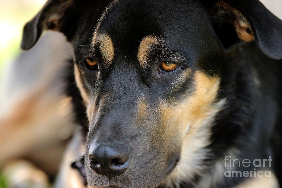 Dog Photograph - Shepherd Face by Janice Byer