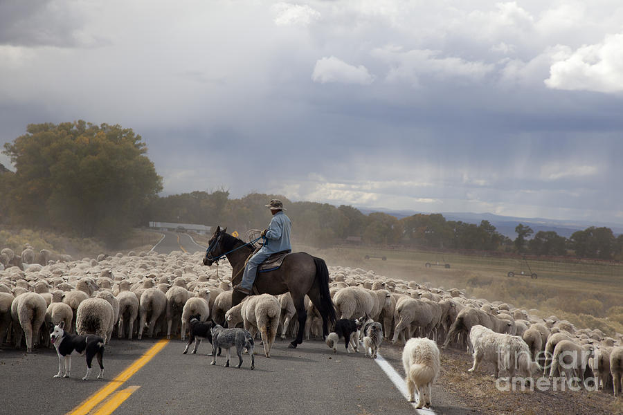 Shepherd Moves Flock on Highway Photograph by Jim West