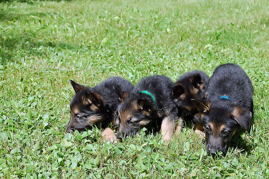 Shepherd Pups 10 Photograph by Aimee L Maher ALM GALLERY