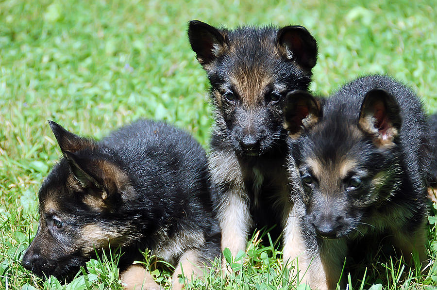 Shepherd Pups 12 Photograph by Aimee L Maher ALM GALLERY
