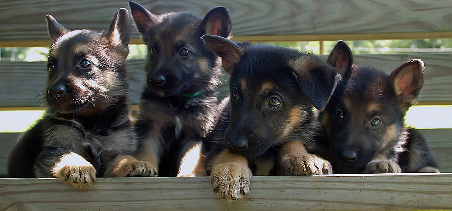 Shepherd Pups 4 Photograph by Aimee L Maher ALM GALLERY
