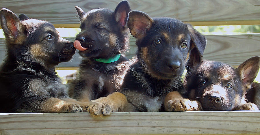 Shepherd Pups 5 Photograph by Aimee L Maher ALM GALLERY