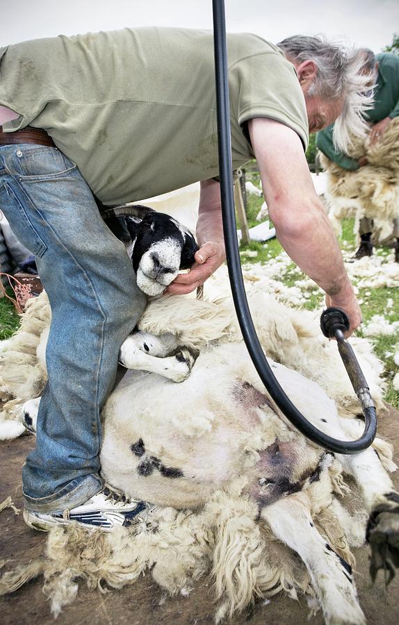 shearing science