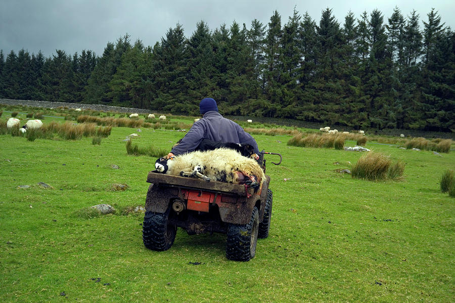 Sheep Photograph - Shepherd Transporting A Female Sheep by Simon Fraser/science Photo Library