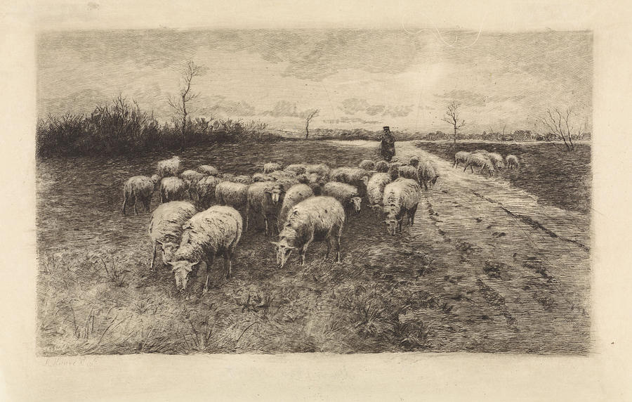 herd of sheep drawing