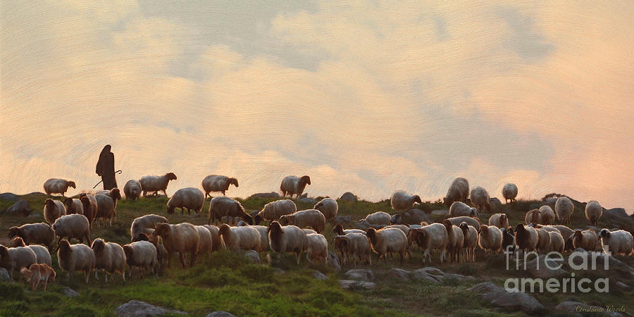 Shepherd With Sheep Painting by Constance Woods