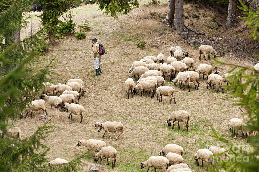 Shepherd With Sheep Photograph by Les Palenik