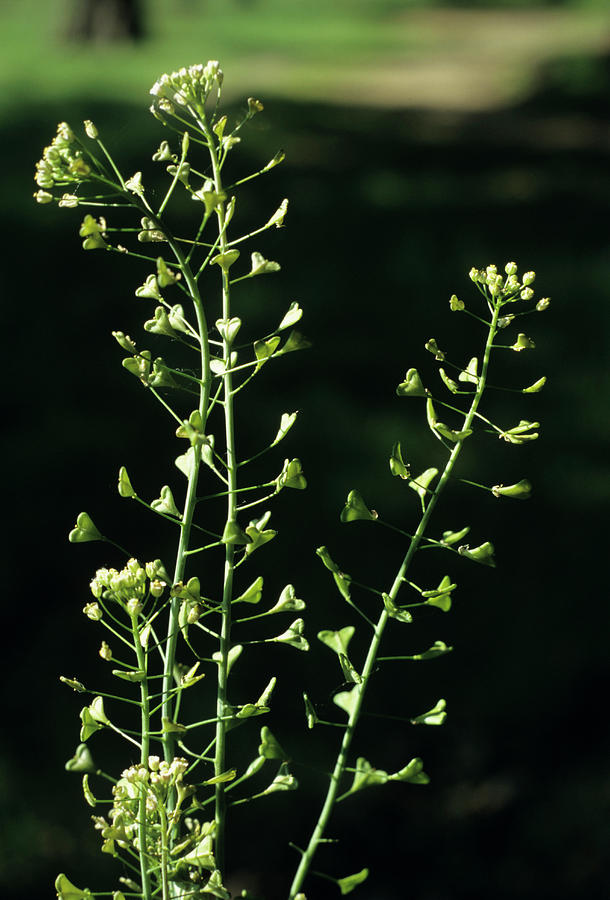 Shepherds purse to delay period