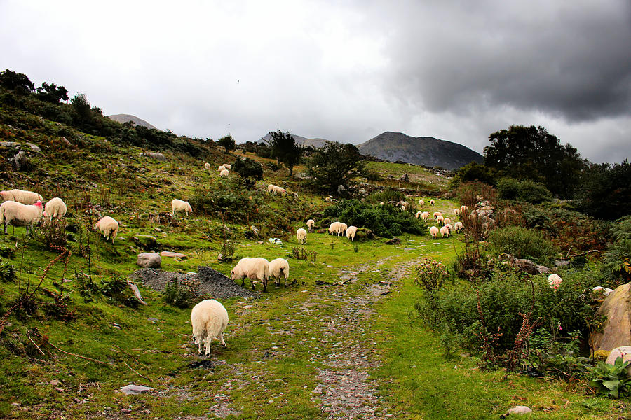 Shepherds View Photograph by Mark Callanan