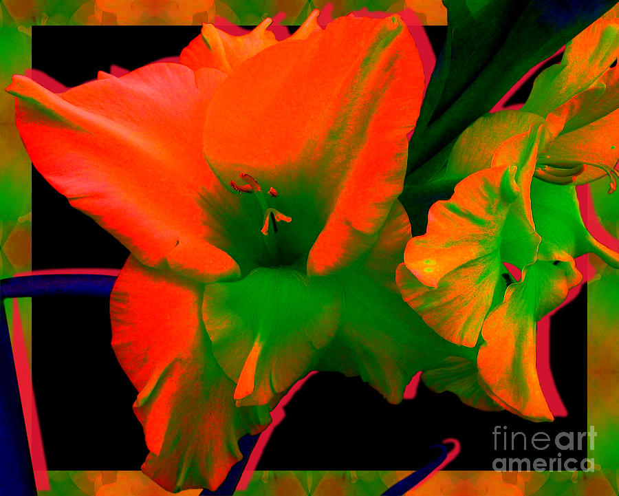 Gladiolus Photograph - Sherbert Gladiolus by Margaret Newcomb