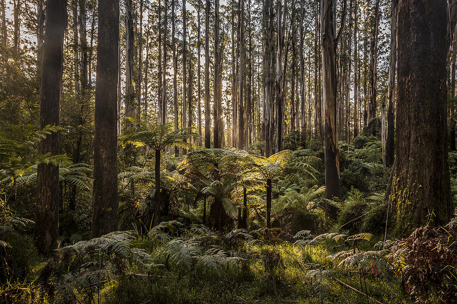 Tree Photograph - Sherbrooke Forest by Shari Mattox