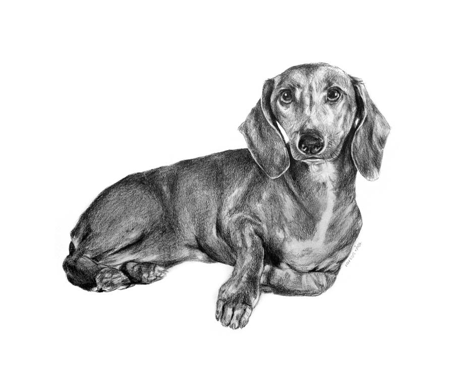 wiener dog drawing
