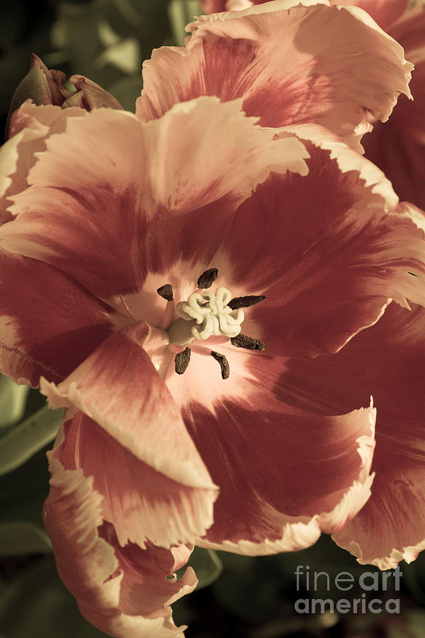 Sherwood Tulips 2 Photograph by Chris Scroggins