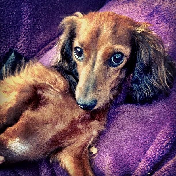 Dog Photograph - Shes Giving Me #purple Steel. #cute by Rose Read