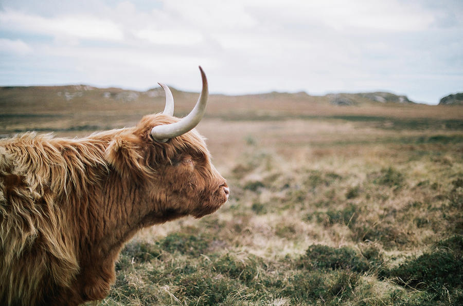 Shetland Cow, Mull Photograph by Photo By Roo Lewis