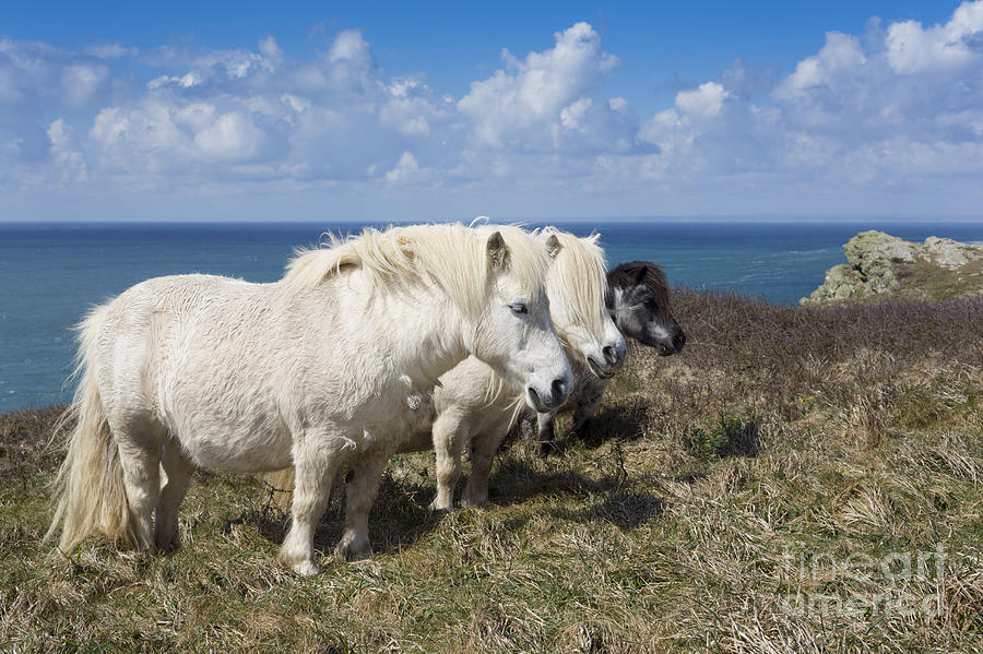 Shetland Ponies, Conservation Grazing Photograph by David Chapman