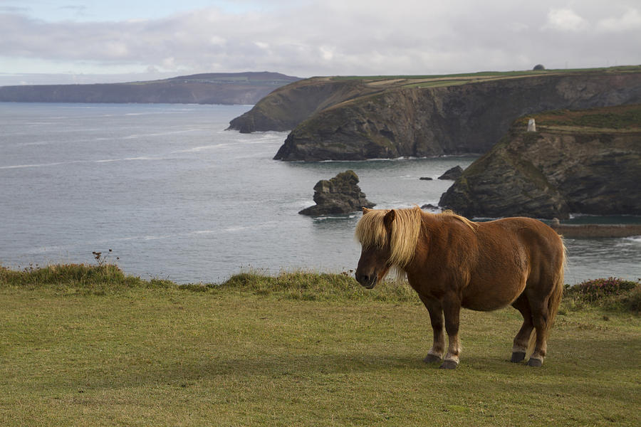 Shetland Ponies Of Cornwall Photograph By Shirley Mitchell