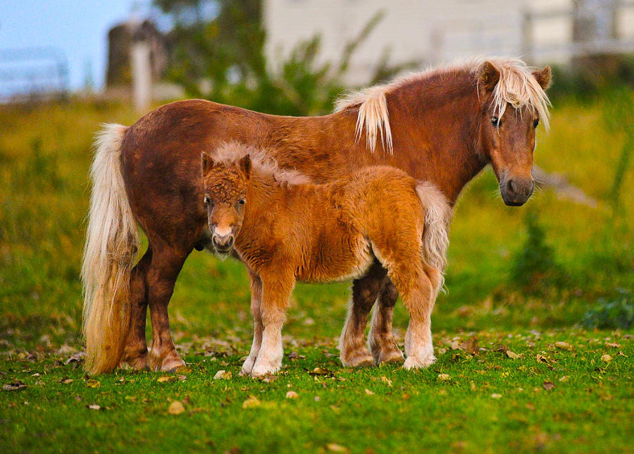 Shetland Ponies Standing On The Grass Photograph by Panoramic Images