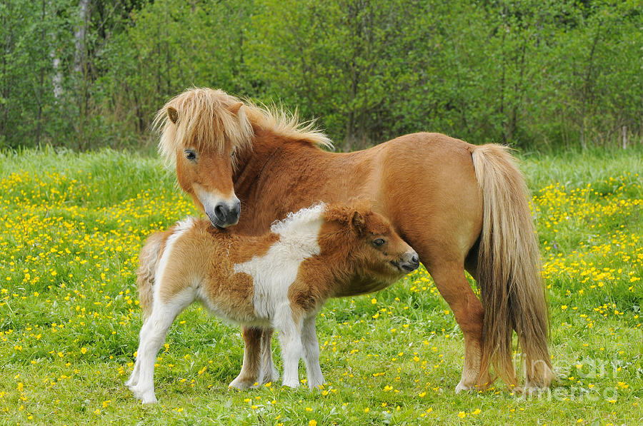 Shetland Pony And Young Photograph by Paul van Gaalen