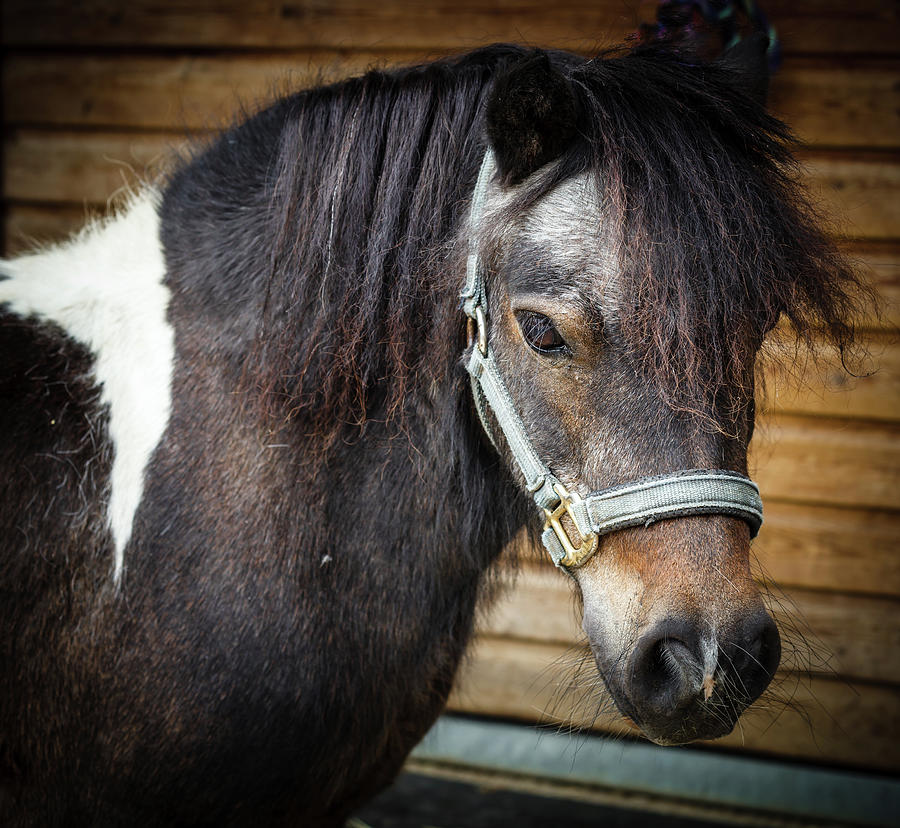 Shetland Pony Photograph by Deborah Pendell