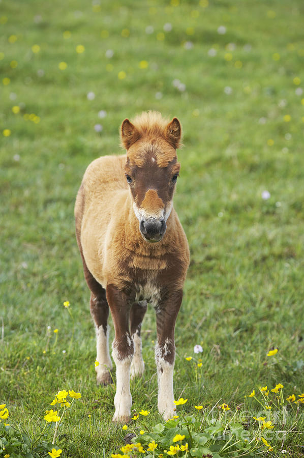 Shetland Pony Foal Photograph by Bill Coster - Fine Art America