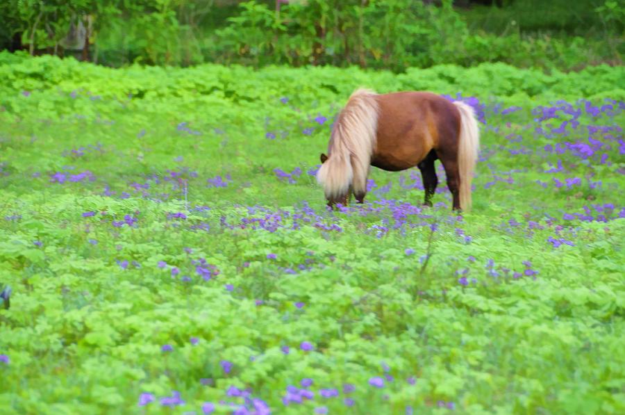 Shetland Pony Photograph by Jan Amiss Photography