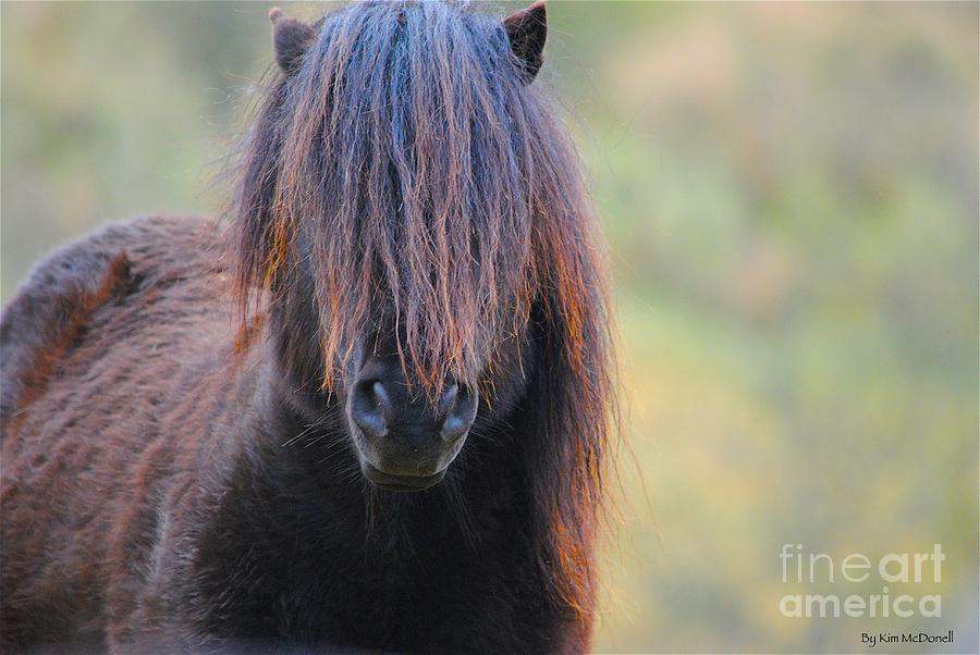 Animal Photograph - Shetland pony  by Kimberly McDonell